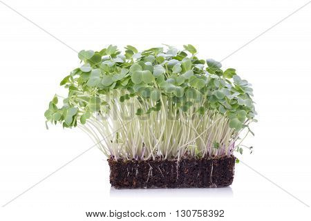 Sapling Of Tatsoi On A White Background