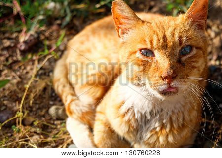 A cat sitting in a forest lawn
