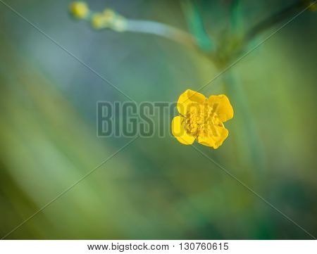 Buttercups Flowers In Nature