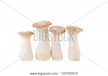 King Oyster Mushroom (eringi) On White Backgroud