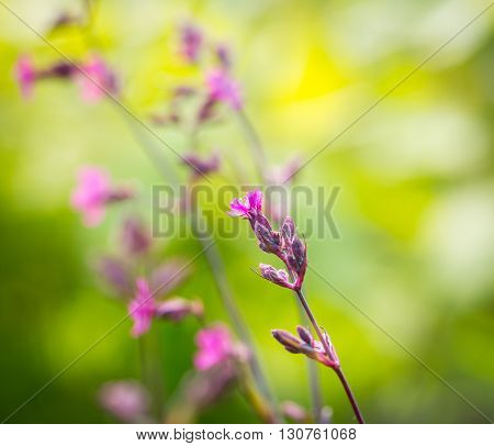 Wild Gillyflowers Growing In European Forest