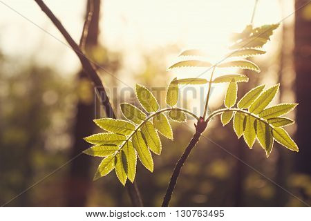 Sprig leaves in sunlight at sunset. Summer background.