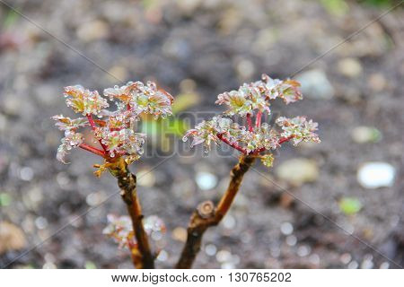 young seedlings of peony flower, recently gave the leaves in the multitude of drops from the rain on the background of the earth