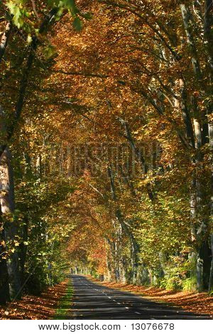Road in an alley somewhere in the autumn contryside
