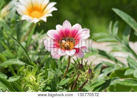 A flying bee on a red flower