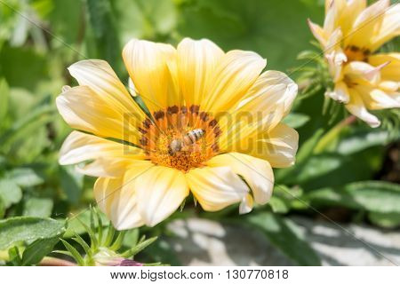 A flying bee on a yellow flower