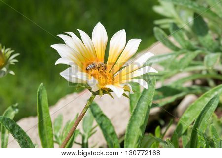 A flying bee on a yellow flower