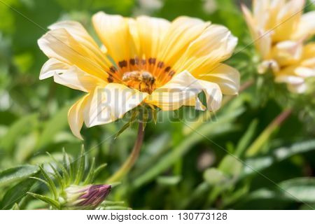 A flying bee on a yellow flower