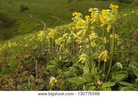 Cowslip - Primula veris Mass of flowers on limestone grassland