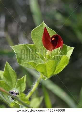 Winged or Asparagus Pea - Lotus tetragonolobus syn. Tetragonolobus purpureus