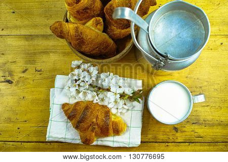 Aluminum milkcan witn organic milk and fresh baked croissants in the green spring garden