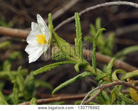 Narrow-leaved Cistus - Cistus monspeliensis White Flower from Cyprus