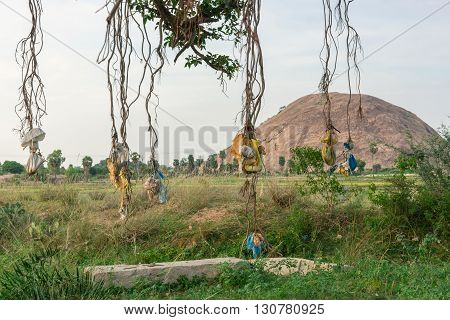 Chettinad India - October 15 2013: Superstitious practice of hanging bags with the placenta and umbilical cord of cows in the tree. Along the road with rock formation in background. Supposedly protects the new calf from the evil eye.