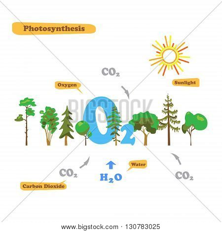 Illustration of photosynthesis - infographics of the photosynthesis process. Infographics in flat style.
