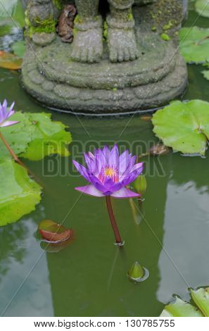 lotus flower under buddha's feet in mendut buddhist monastery