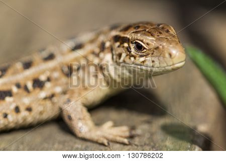 Head of brown lizards Lacerta Agilis with a small bug on it. Russia.