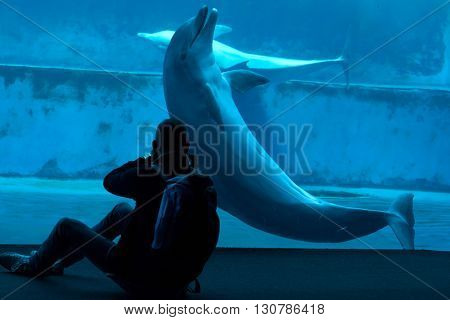 GENOA, ITALY - MARCH 22, 2016: Visitor takes photos as common bottlenose dolphins (Tursiops truncatus) swim in the Genoa Aquarium in Genoa, Liguria, Italy. 