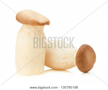 King Oyster mushroom (Eringi) on white backgroud.