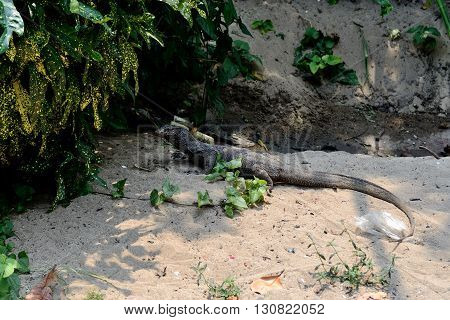Varan freely walking along the road Tioman Island Malaysia