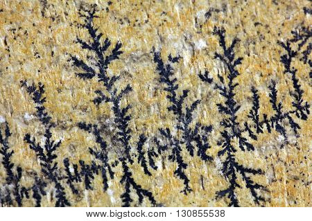 Dendritic minerals of iron- and manganese oxides on a carbonate rock surface.
