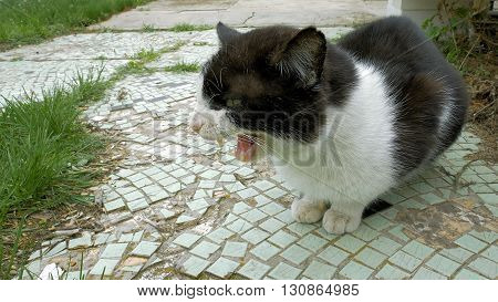 Cat spits whines meows and hisses outdoors outside the house. Closeup shot.
