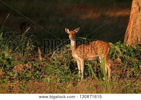 Female spotted deer or chital (Axis axis), Kanha National Park, India