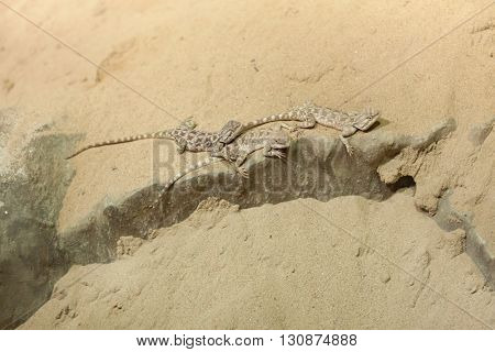 Steppe agama (Trapelus sanguinolentus). Wildlife animal. 