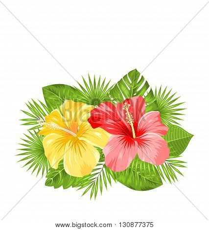 Illustration Beautiful Colorful Hibiscus Flowers Blossom and Tropical Leaves, Isolated on White Background. Copy Space for Your Text - Vector