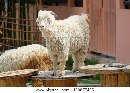 cute white angora goat in the garden