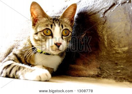 Kat