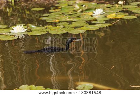 Double-crested Cormorant, Phalacrocorax auritus, is a black fishing bird found in lakes and rivers in North America. The one here fishes among water lilies in a Southern California pond.