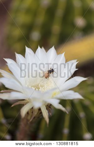 Honeybee, Apis mellifera, gathers pollen on a flower in Southern California, United States.