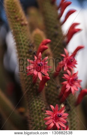 Hybrid red Echinopsis Allusion cactus flower blooms in a botanical garden in Southern California