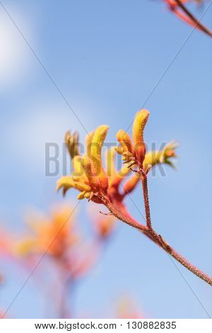 Yellow, orange and red Tall Kangaroo Paws flowers Anigozanthos flavidus blooms in a botanical garden in Australia