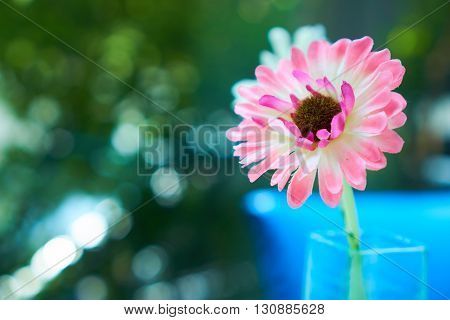 A vase of pink flower with blur background