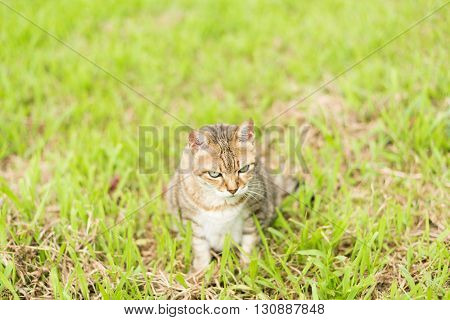 Cute domestic cat in the outdoor.