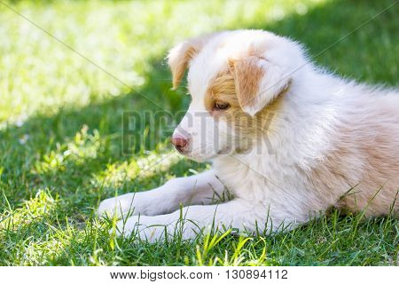 Ee red Border Collie puppy. Young dog outside on the lawn.