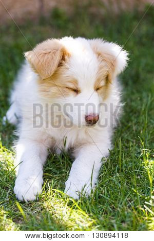 Ee red Border Collie puppy. Young dog outside on the lawn.