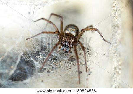 Spider In The Liocranidae Family On Web