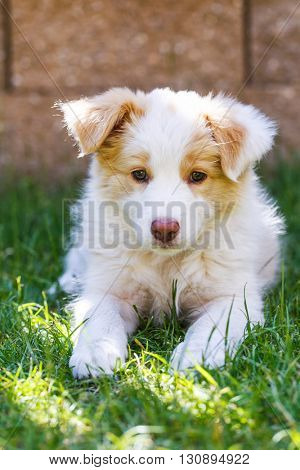 Ee red Border Collie puppy. Young dog outside on the lawn.