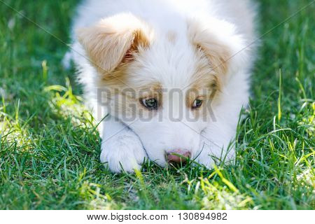 Ee red Border Collie puppy. Young dog outside on the lawn.