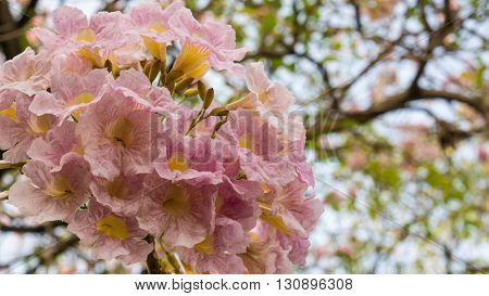 Beautiful Pink Trumpet flowers on the tree