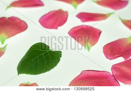 Rose's pink petals and leaf on white background