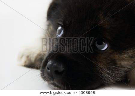 Gentil chiot (Shallow Dof)