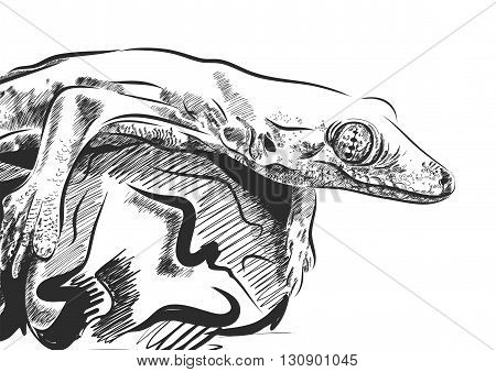 Picture with lizard vector. Graphics on white background. EPS
