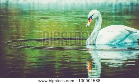 single white swan cleanes his feather, plumage, swiming in dark water with beautiful lake reflection