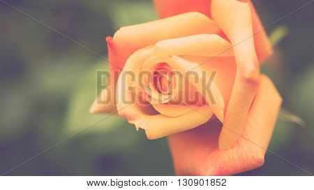 Beautiful natural yellow rose on beautiful morning light, on deep green background