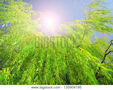 Weeping willow background
