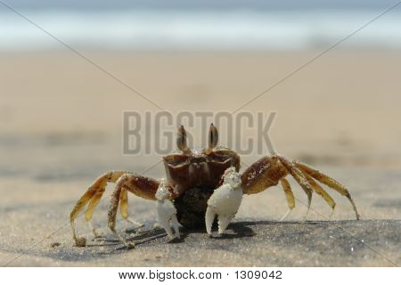 Krabbe