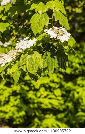 Viburnum Sargentii.
